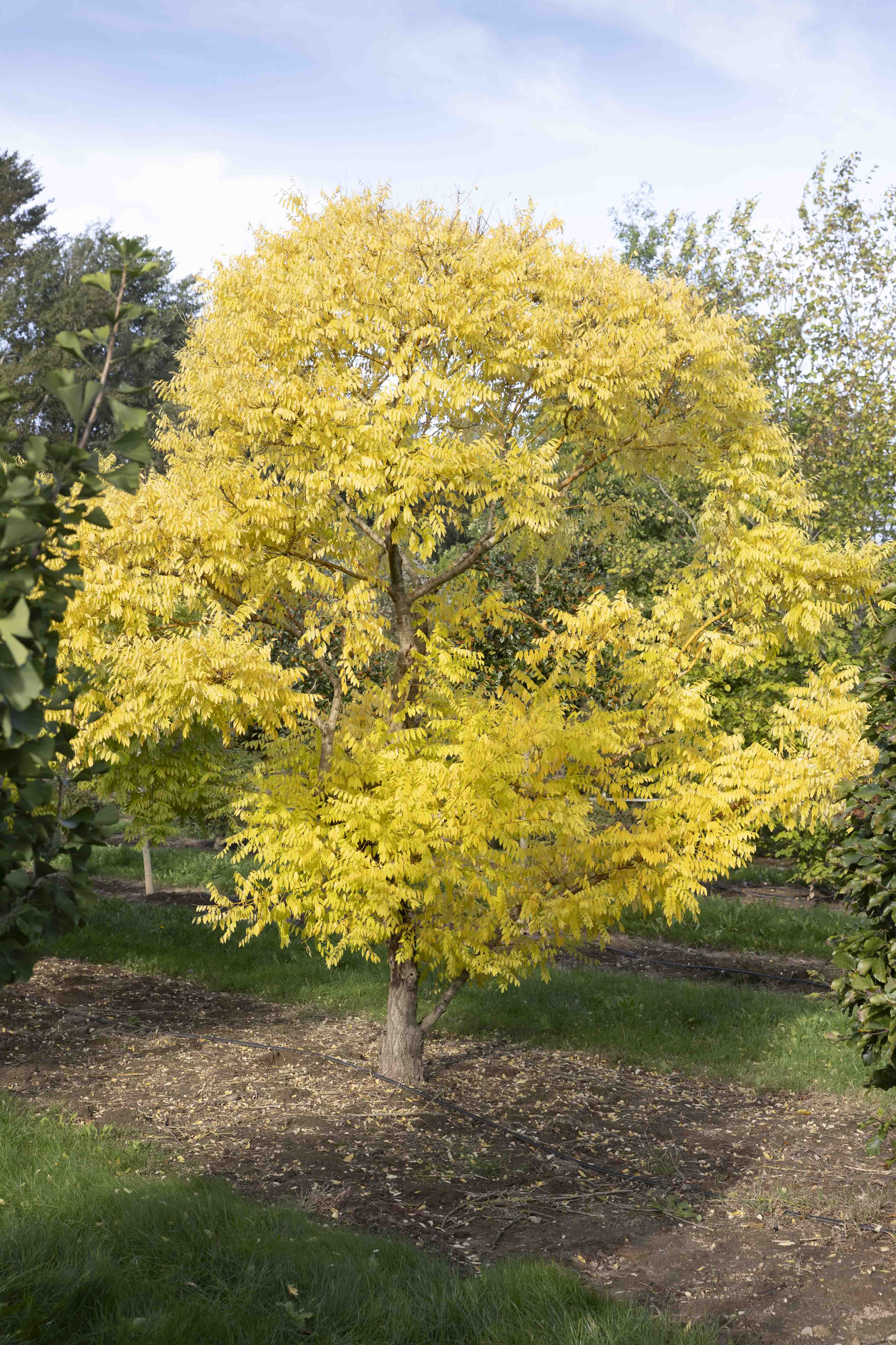 Sophora japonica 'Golden Standard' Unikat